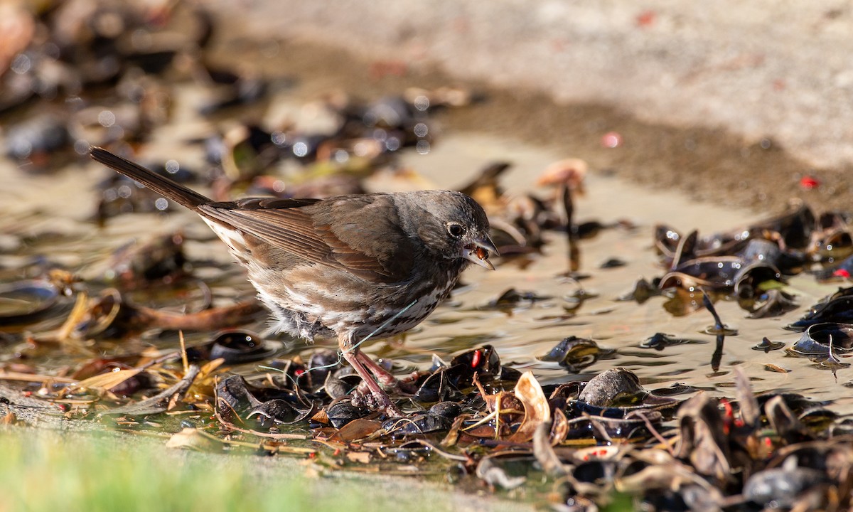 Fox Sparrow (Sooty) - ML620613780