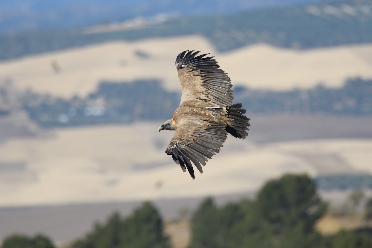 Eurasian Griffon - ML620613782