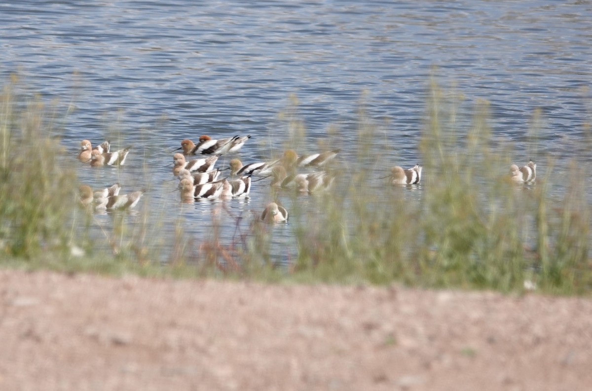 Avoceta Americana - ML620613783