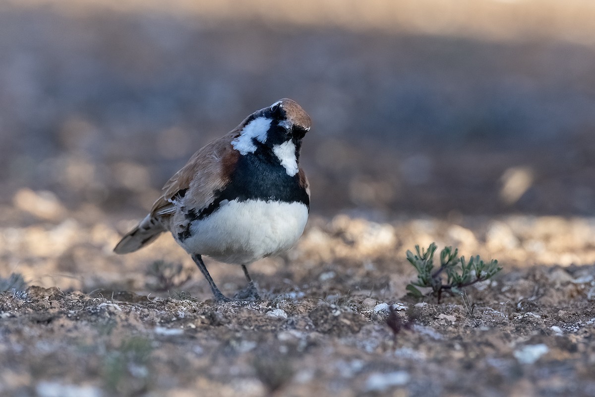 Nullarbor Quail-thrush - ML620613784