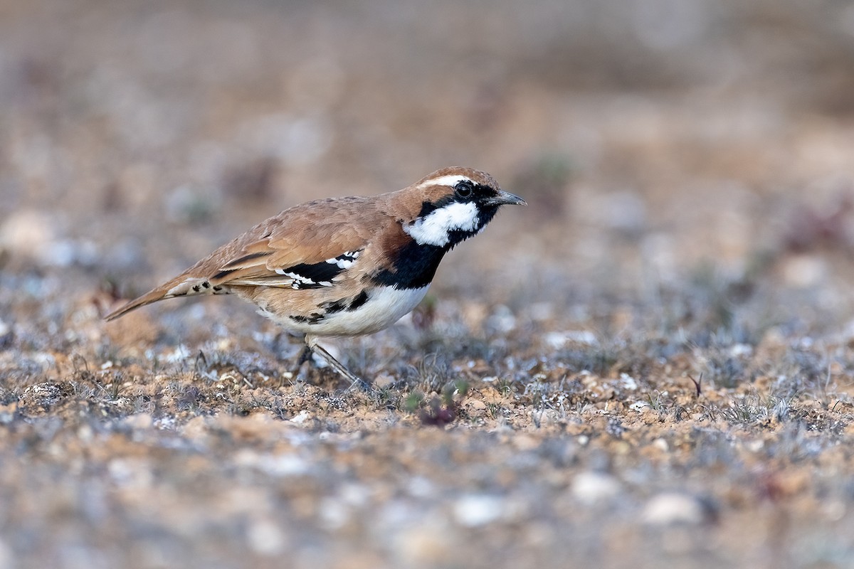 Nullarbor Quail-thrush - ML620613786