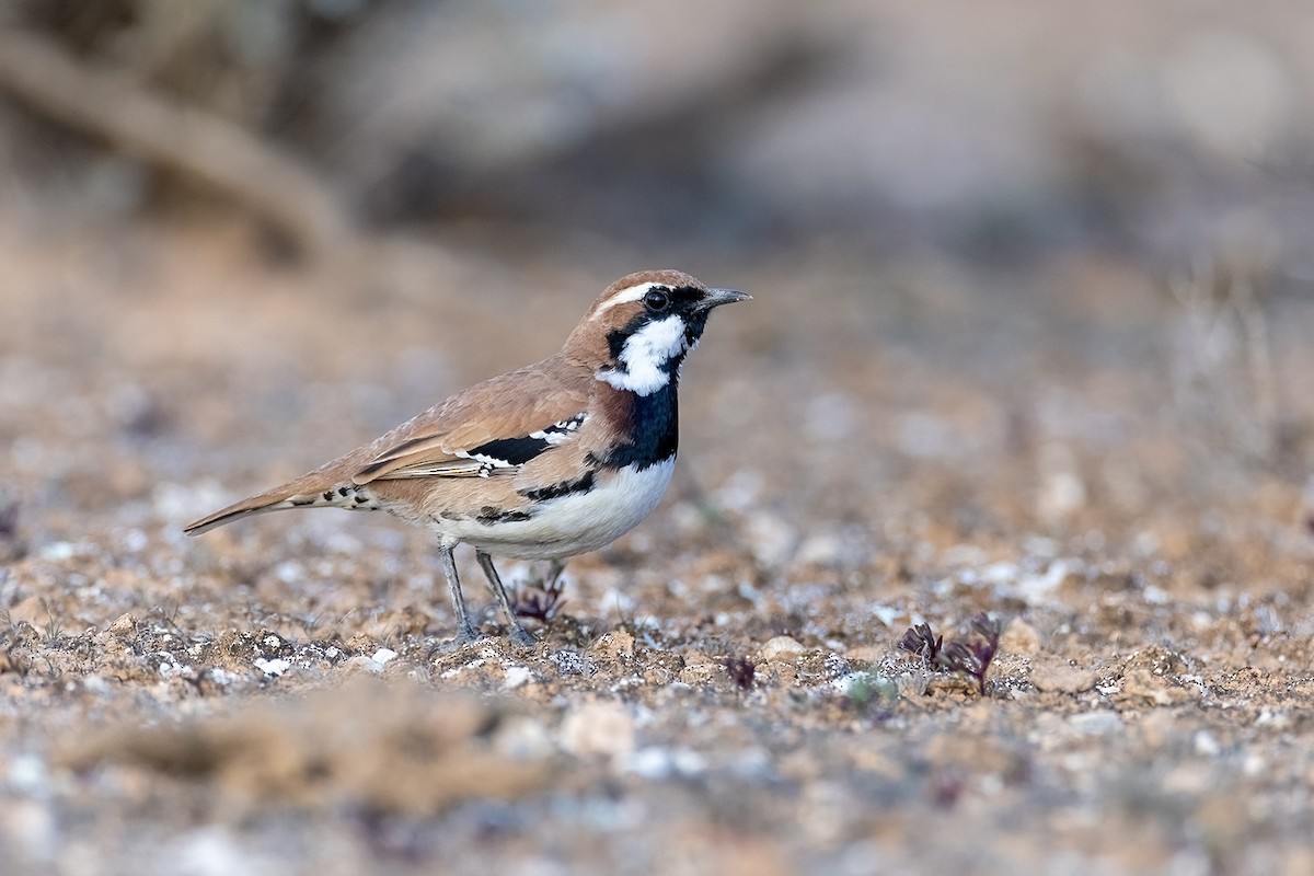 Nullarbor Quail-thrush - ML620613787