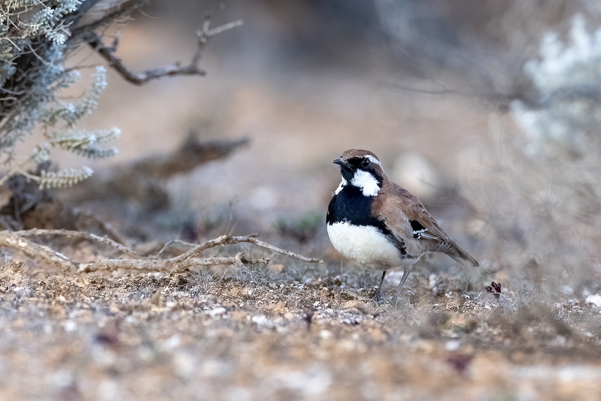 Nullarbor Quail-thrush - ML620613788