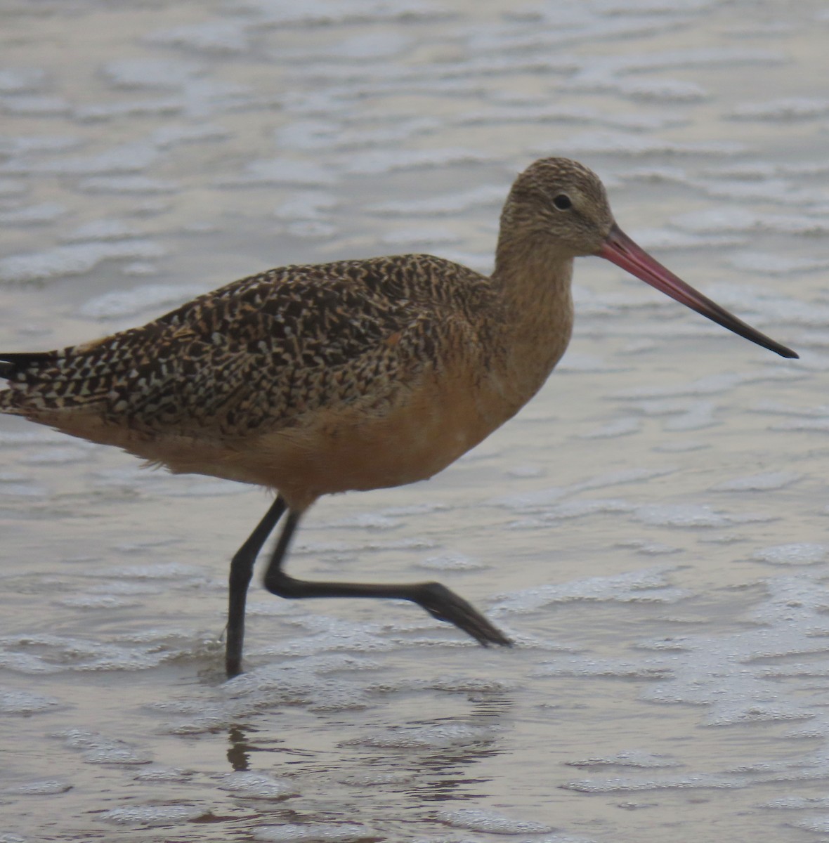 Marbled Godwit - ML620613790