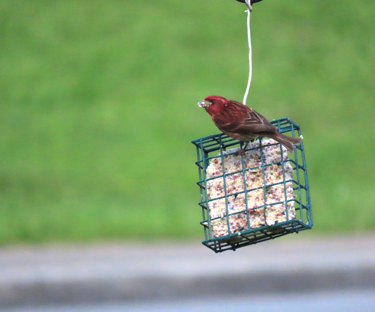 Purple Finch - ML620613791