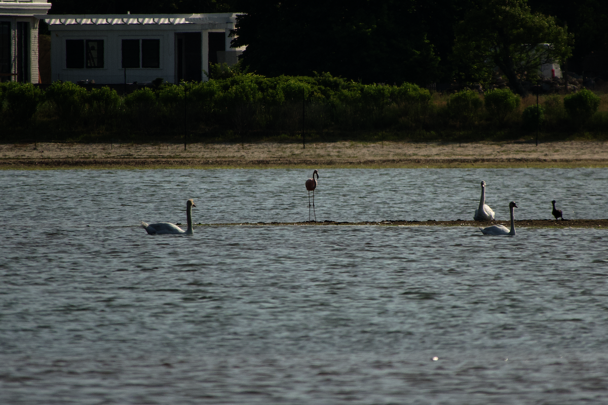 American Flamingo - ML620613792