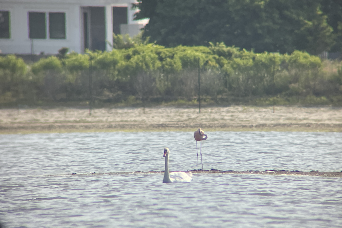 American Flamingo - ML620613793