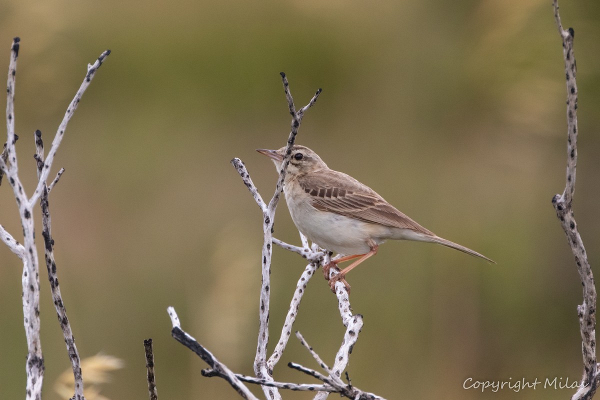 Tawny Pipit - ML620613796