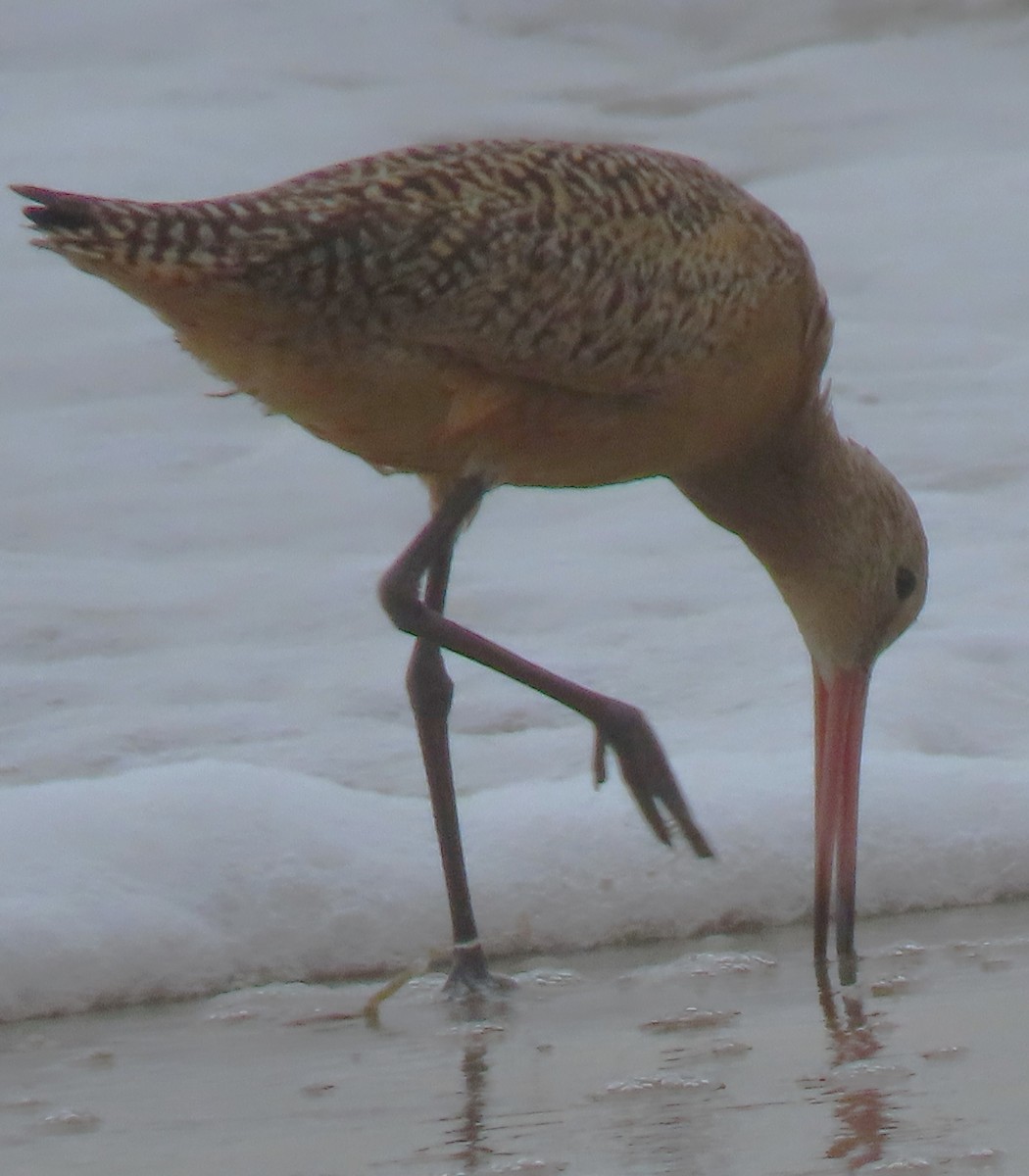 Marbled Godwit - ML620613797