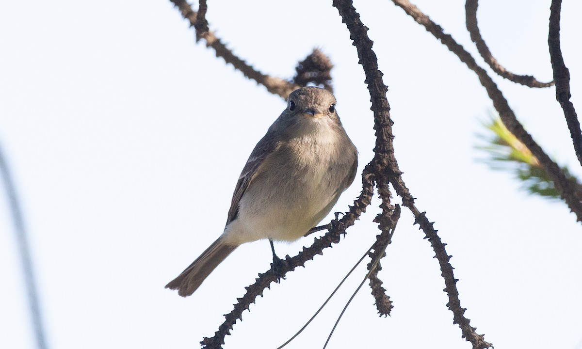 Gray Flycatcher - ML620613798