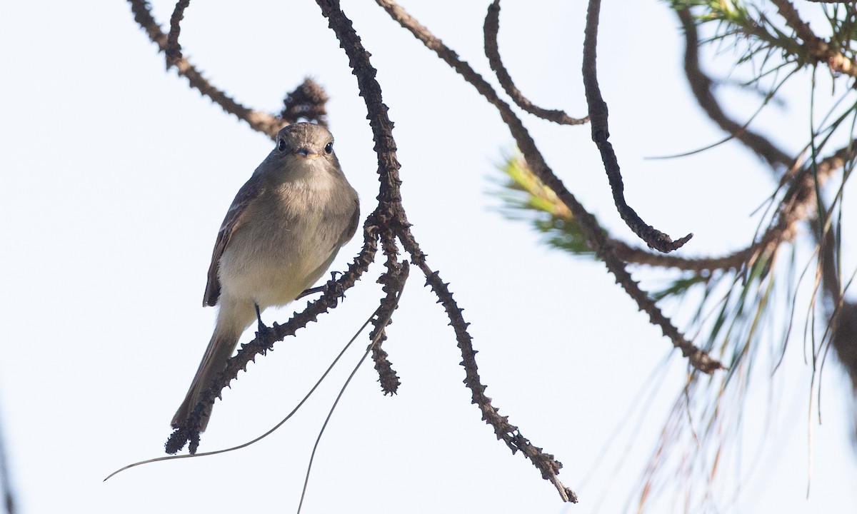 Gray Flycatcher - ML620613799