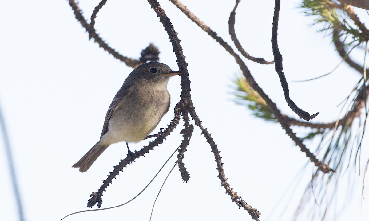 Gray Flycatcher - ML620613800