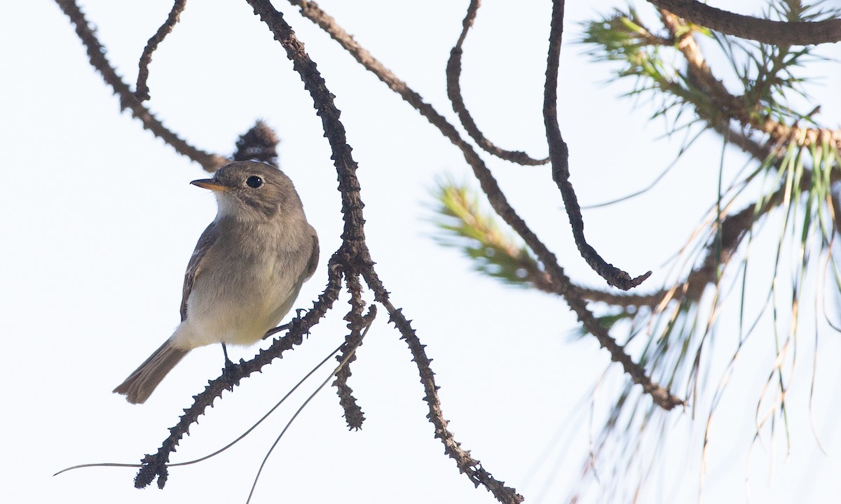 Gray Flycatcher - ML620613801