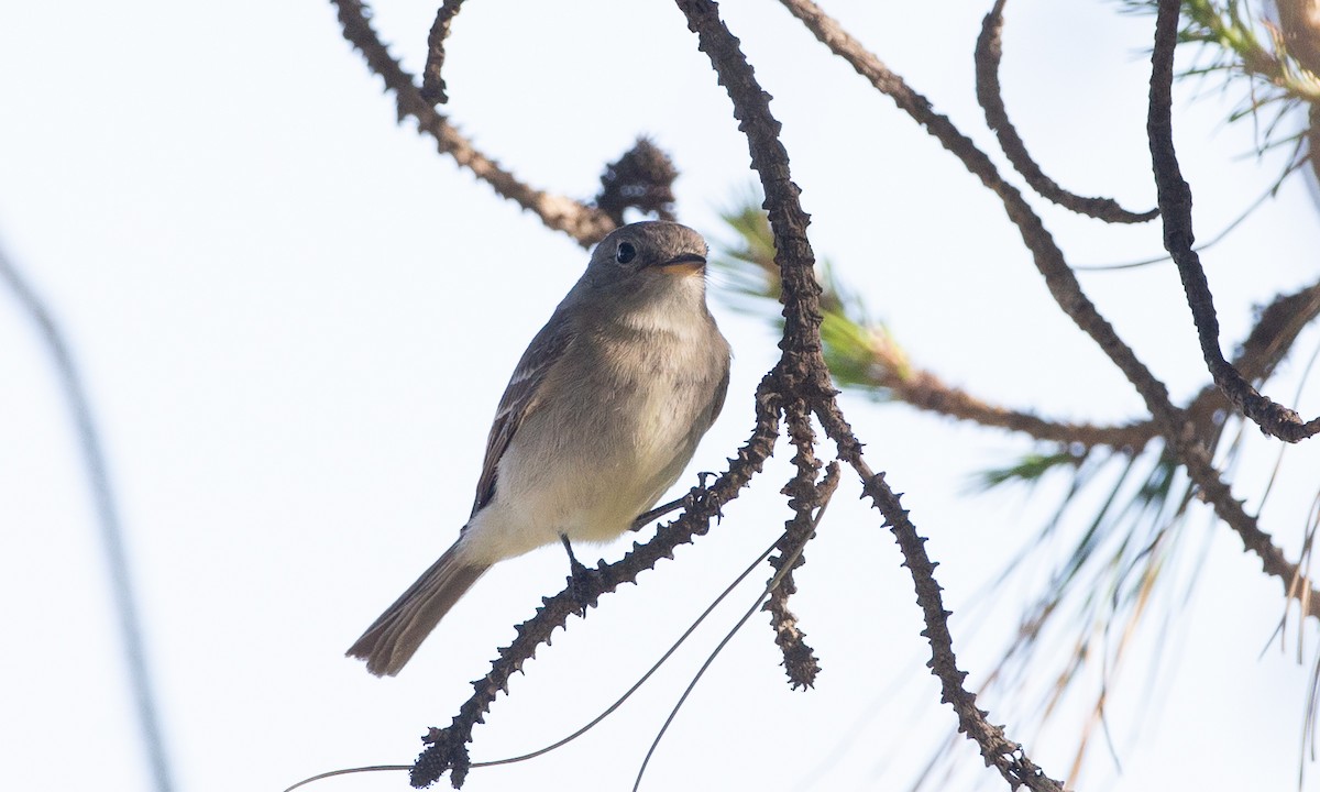 Gray Flycatcher - ML620613802