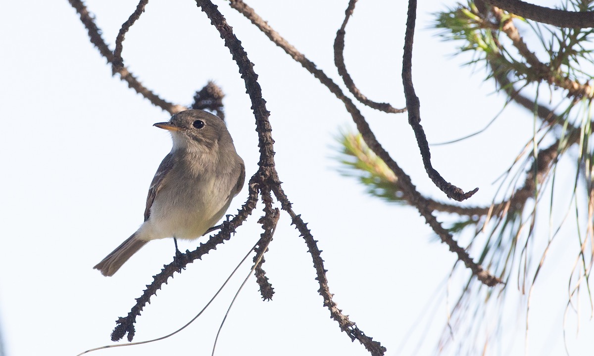 Gray Flycatcher - ML620613803