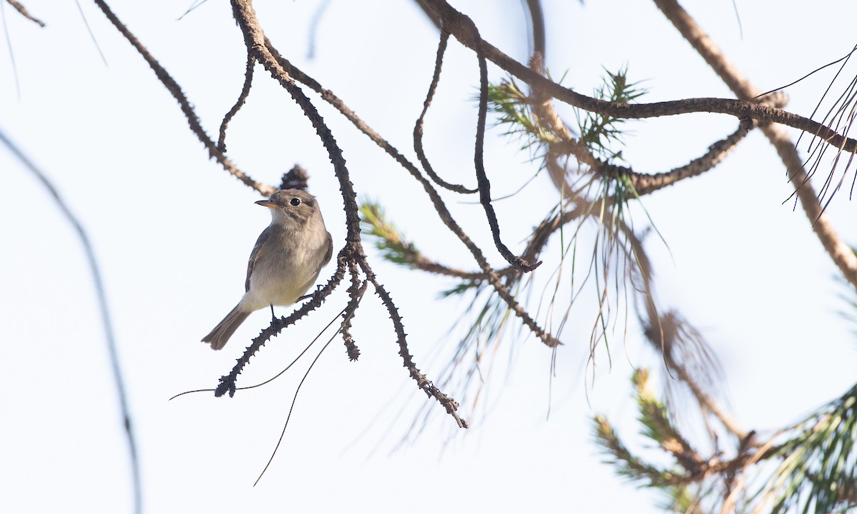 Gray Flycatcher - ML620613804