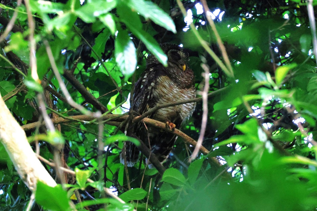 African Wood-Owl - ML620613807