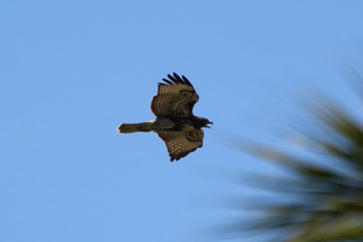 Red-tailed Hawk - ML620613813