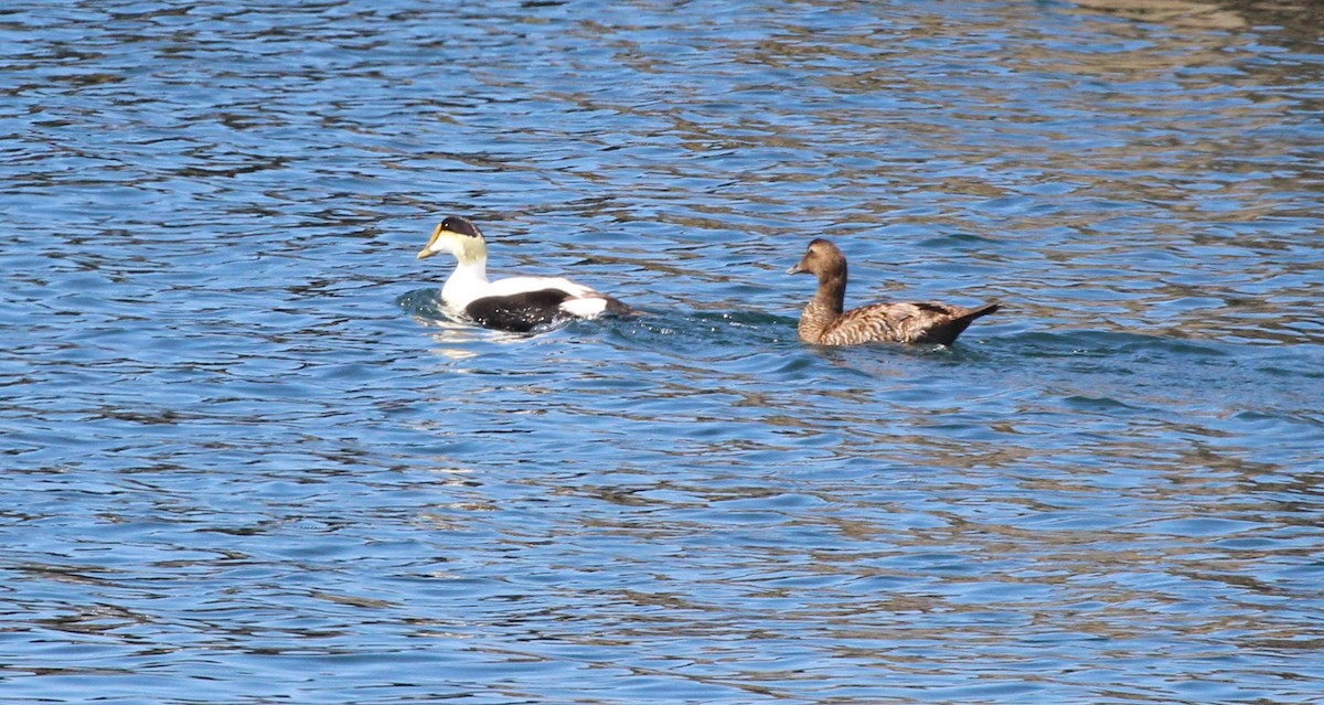 Common Eider - ML620613815