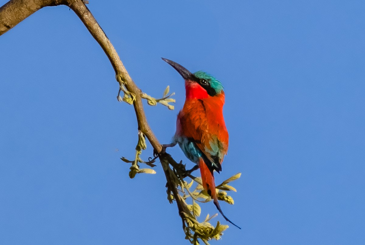 Southern Carmine Bee-eater - ML620613816