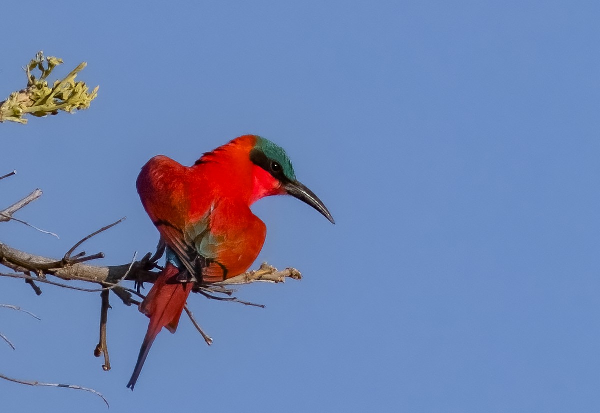 Southern Carmine Bee-eater - ML620613817