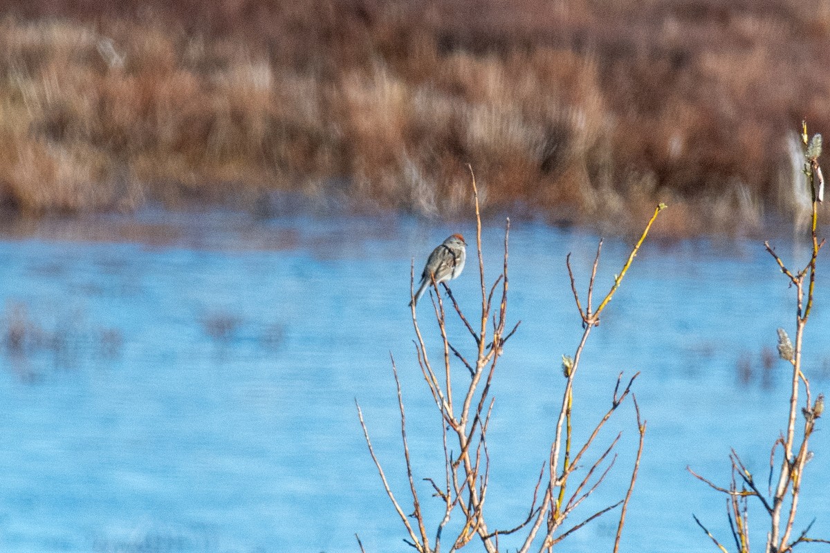 American Tree Sparrow - Peter Rigsbee