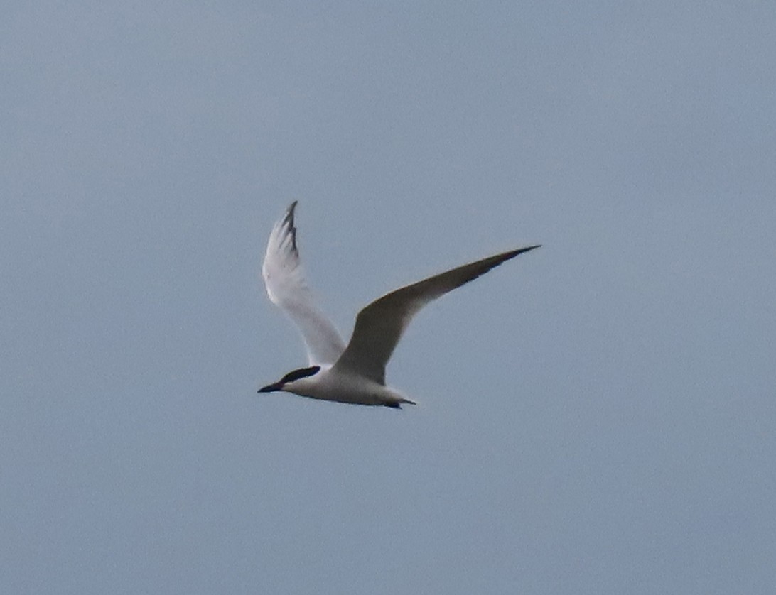 Gull-billed Tern - ML620613819