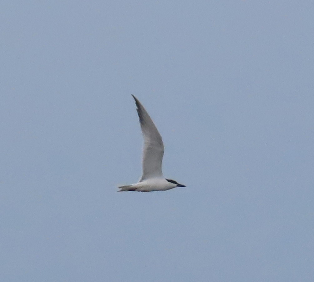 Gull-billed Tern - ML620613820