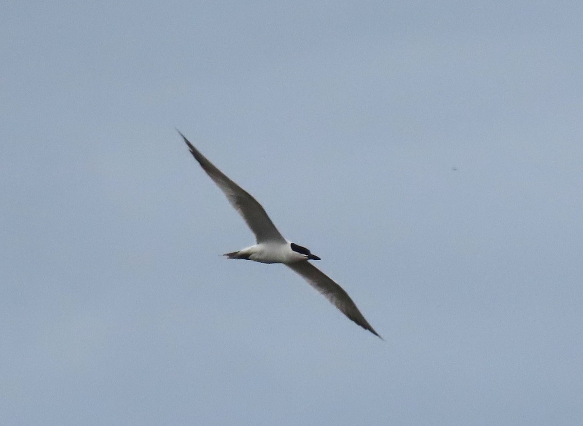 Gull-billed Tern - ML620613824