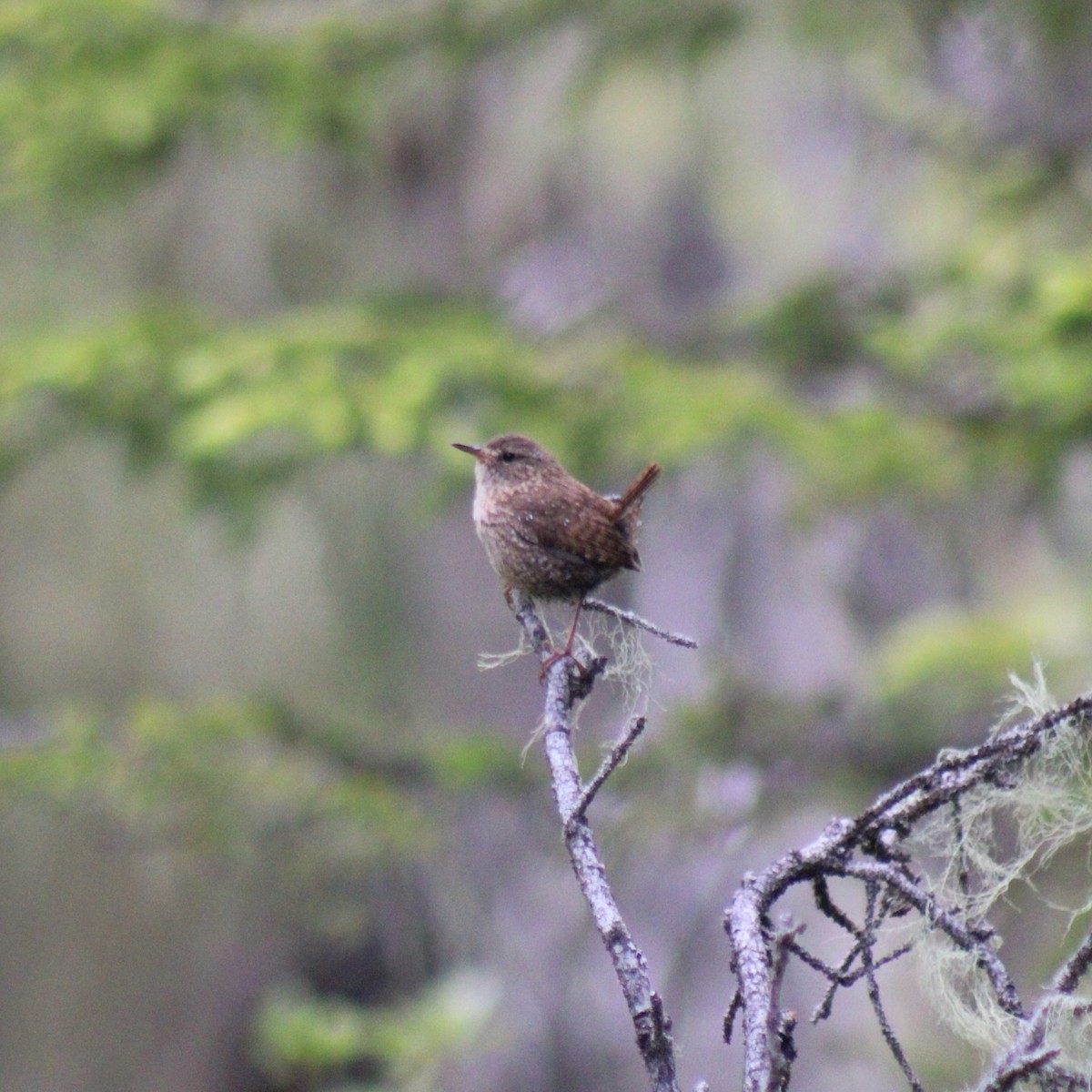 Pacific Wren (pacificus Group) - ML620613826