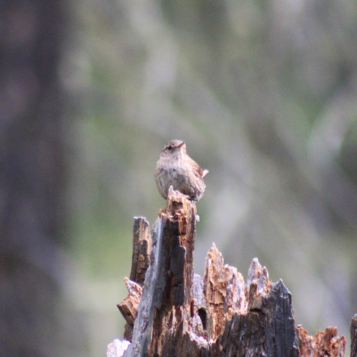 Pacific Wren (pacificus Group) - ML620613827