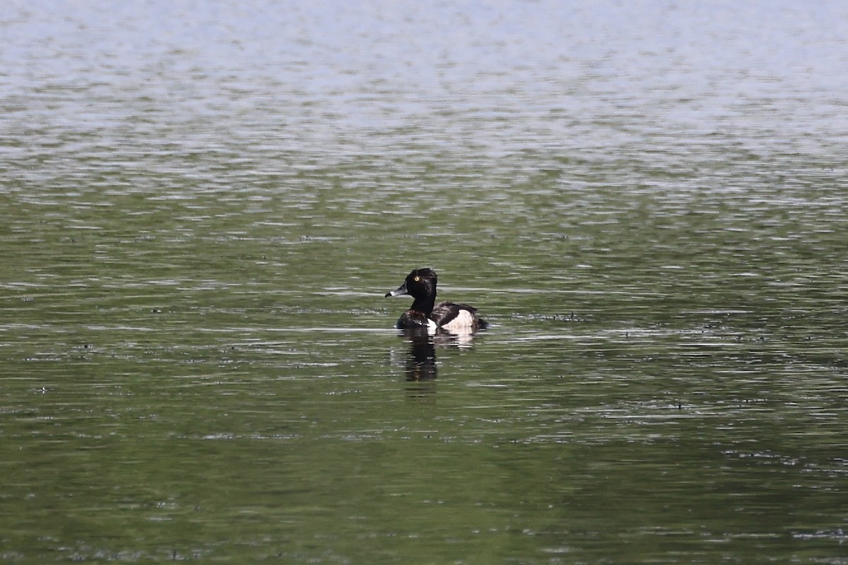 Ring-necked Duck - ML620613845