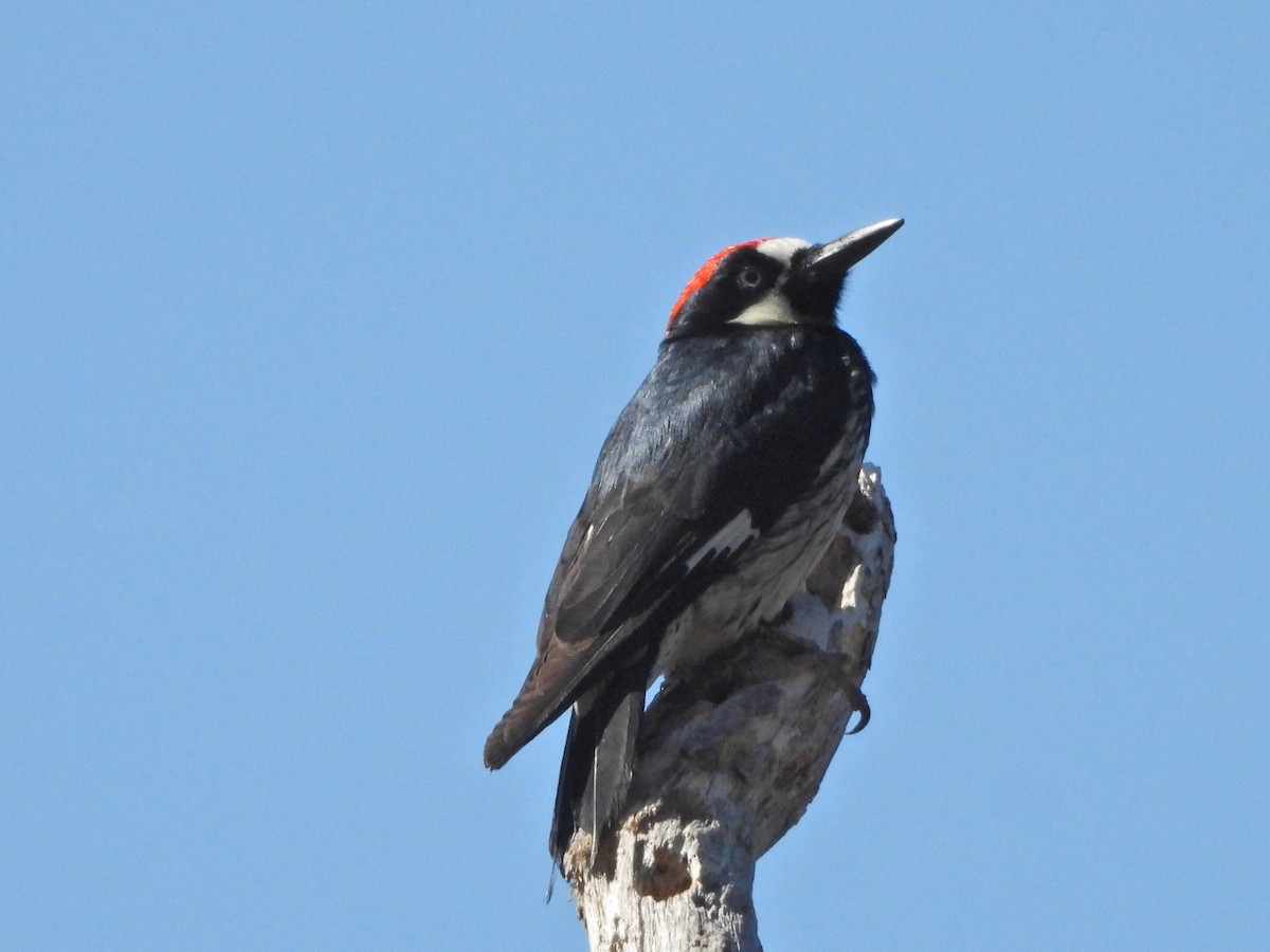 Acorn Woodpecker - ML620613847