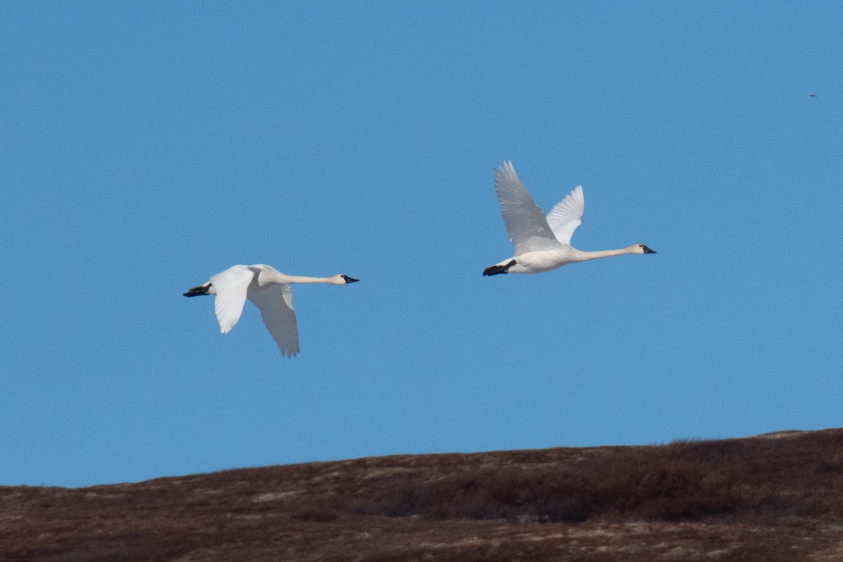 Tundra Swan - ML620613848