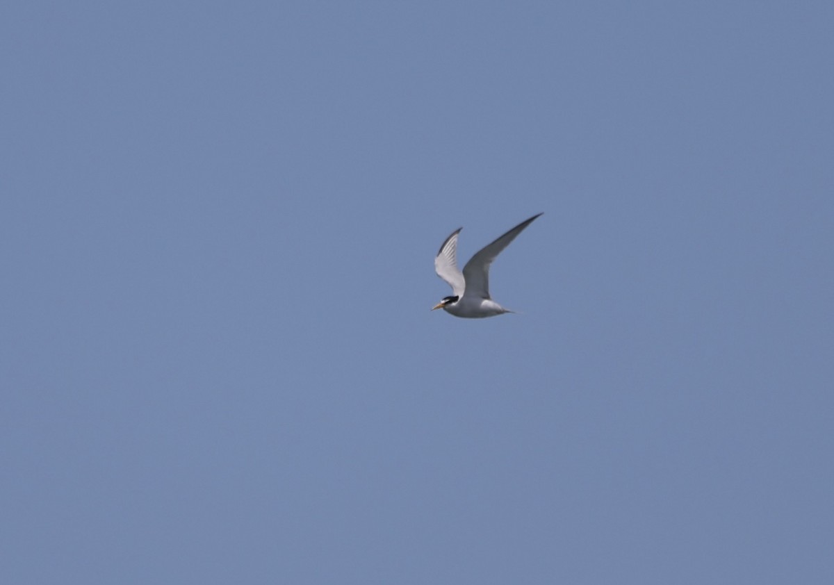 Least Tern - ML620613851