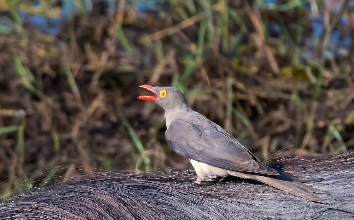 Piqueboeuf à bec rouge - ML620613852