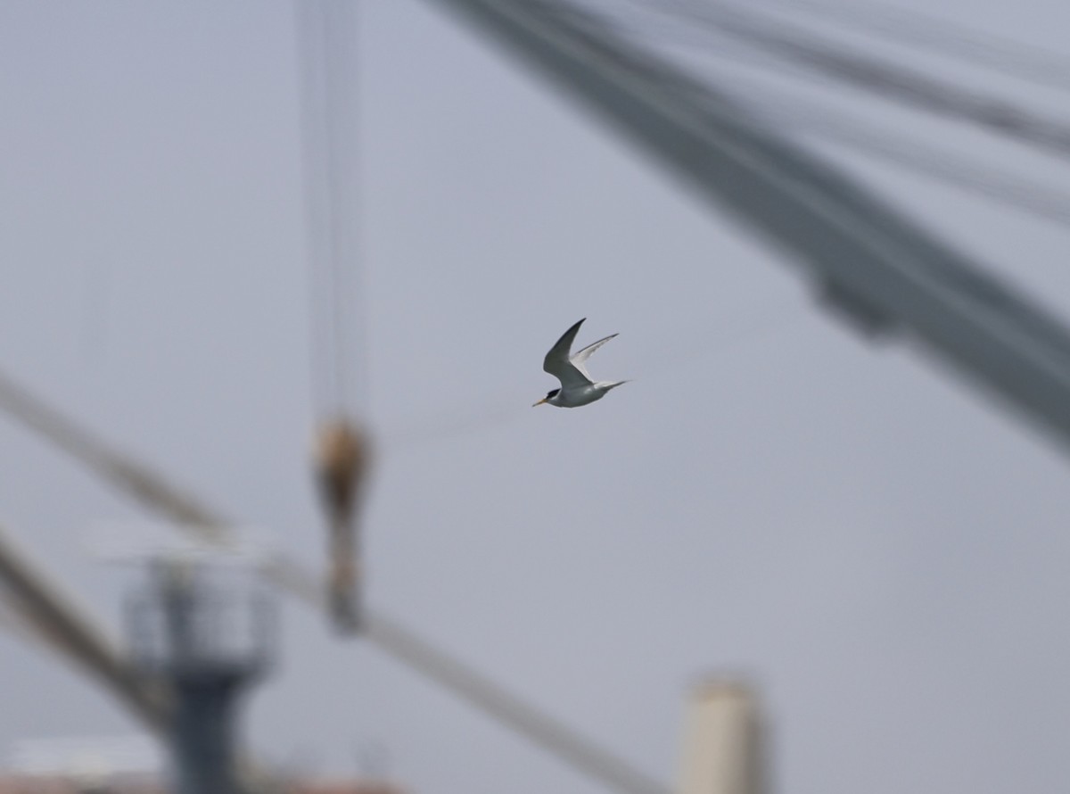 Least Tern - ML620613855