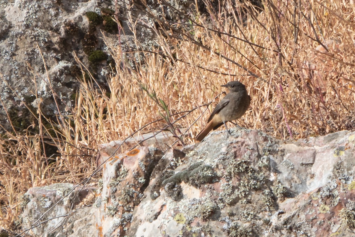 Black Redstart - ML620613860