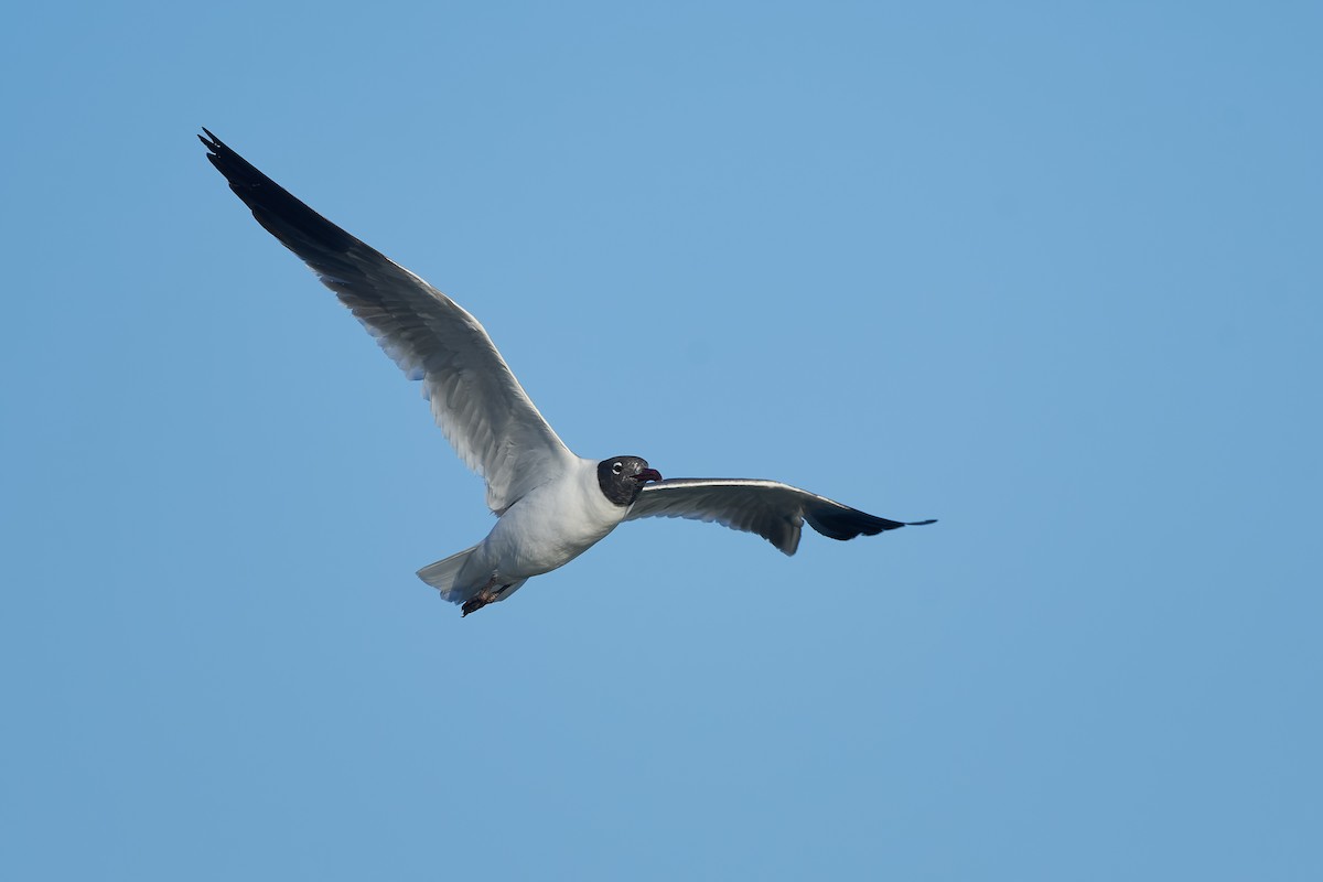 Laughing Gull - ML620613866