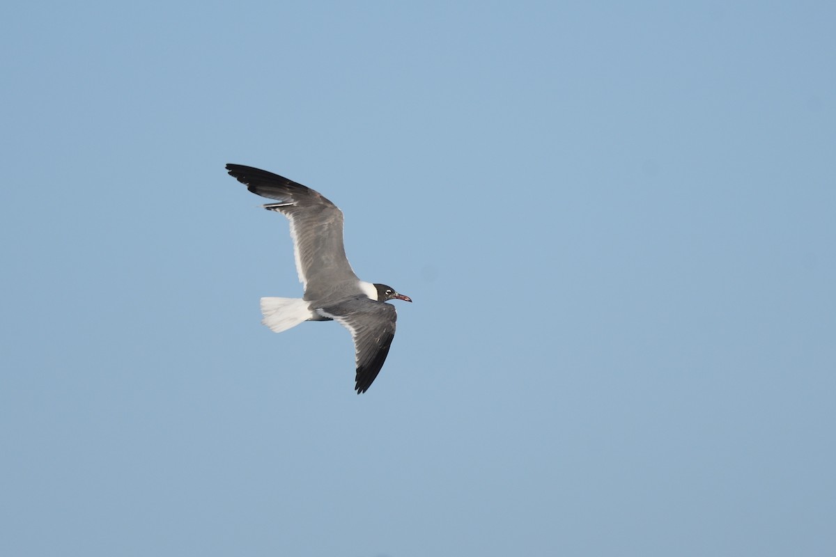 Gaviota Guanaguanare - ML620613867