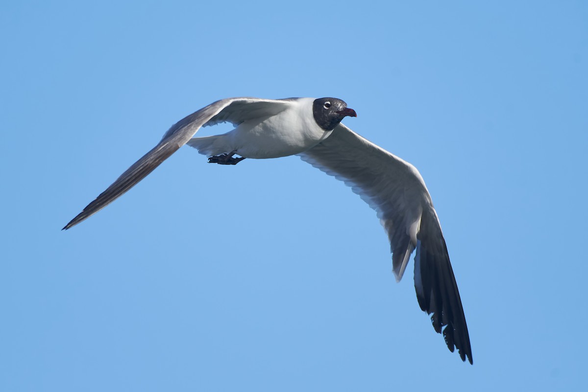 Laughing Gull - Santiago Caballero Carrera