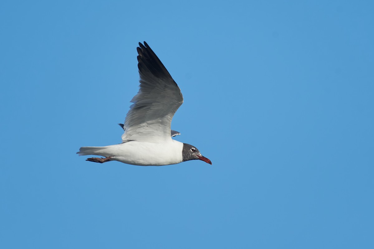 Mouette atricille - ML620613869