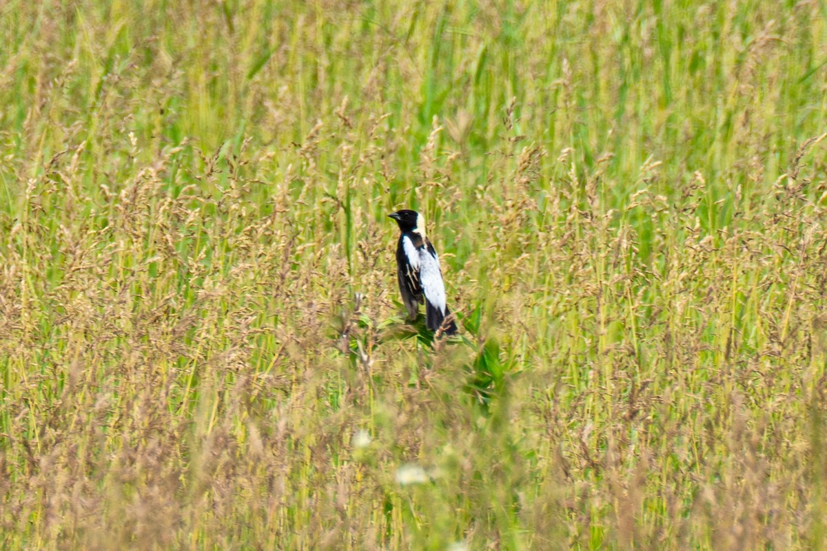 bobolink americký - ML620613870