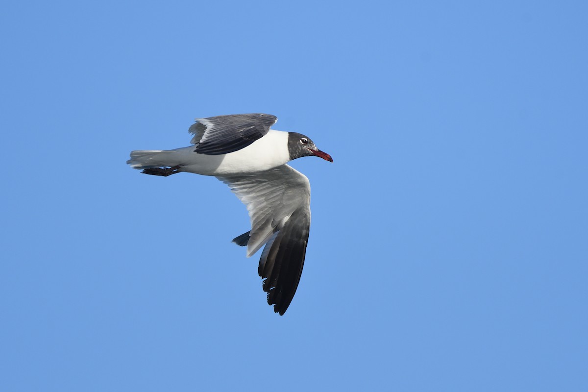 Laughing Gull - ML620613871