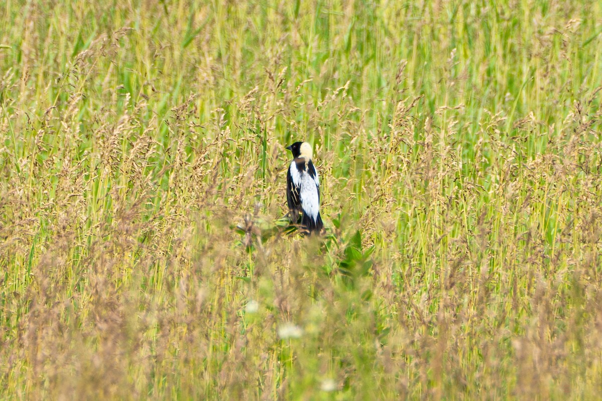 Bobolink - Breck Haining