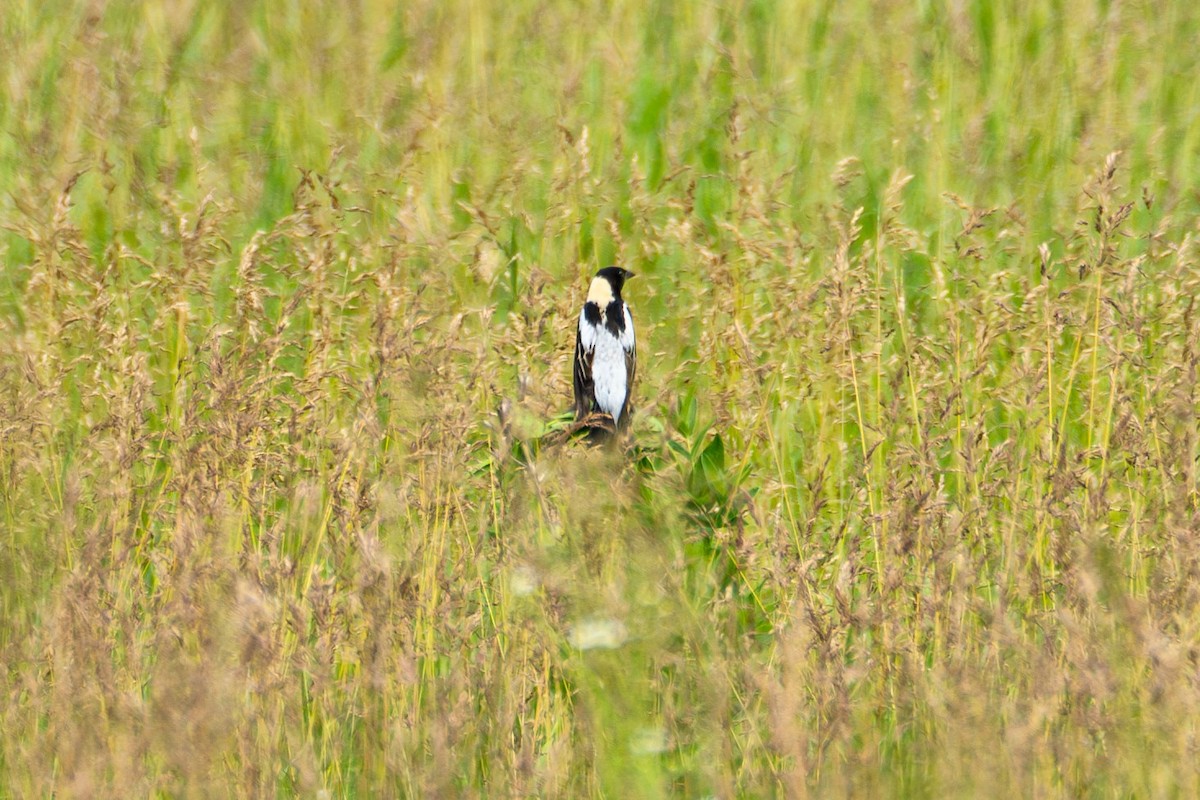 bobolink americký - ML620613873