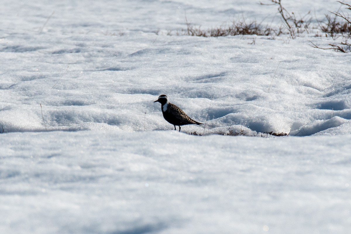 American Golden-Plover - ML620613875