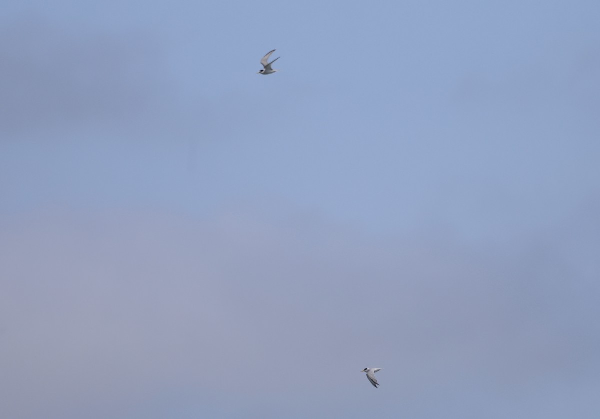 Least Tern - ML620613877