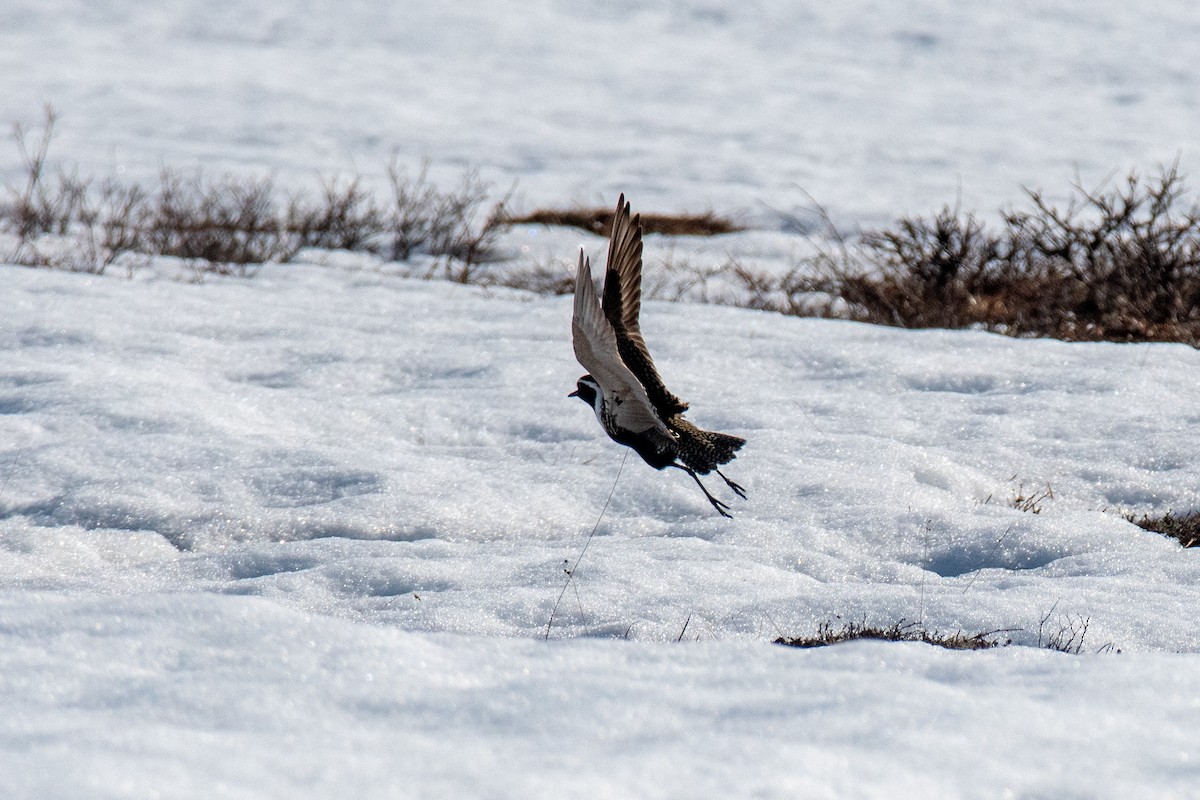 American Golden-Plover - ML620613878