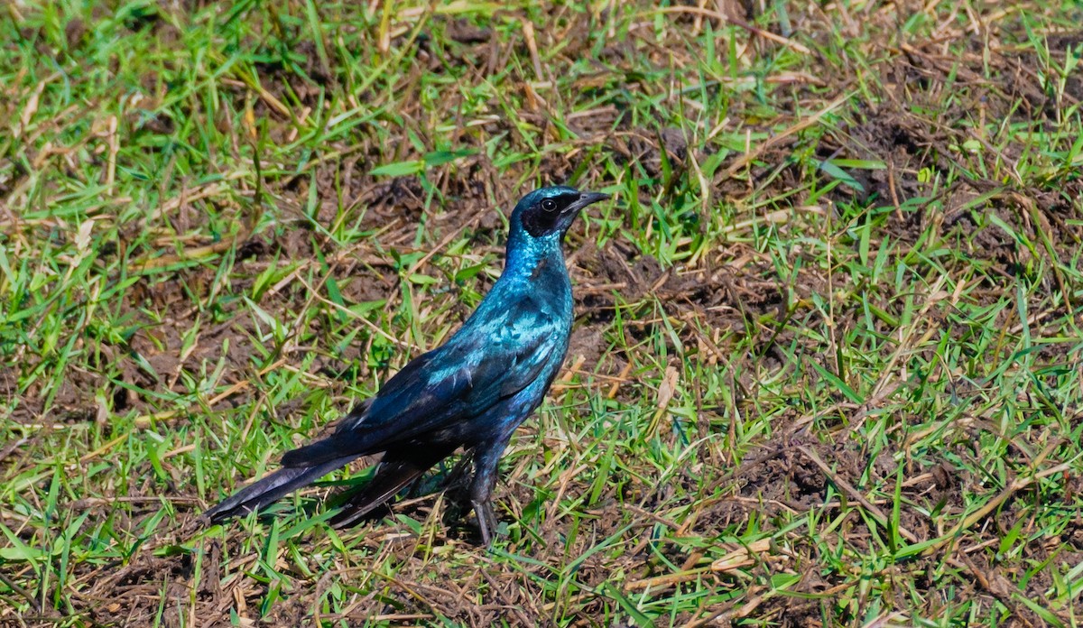 Burchell's Starling - ML620613880